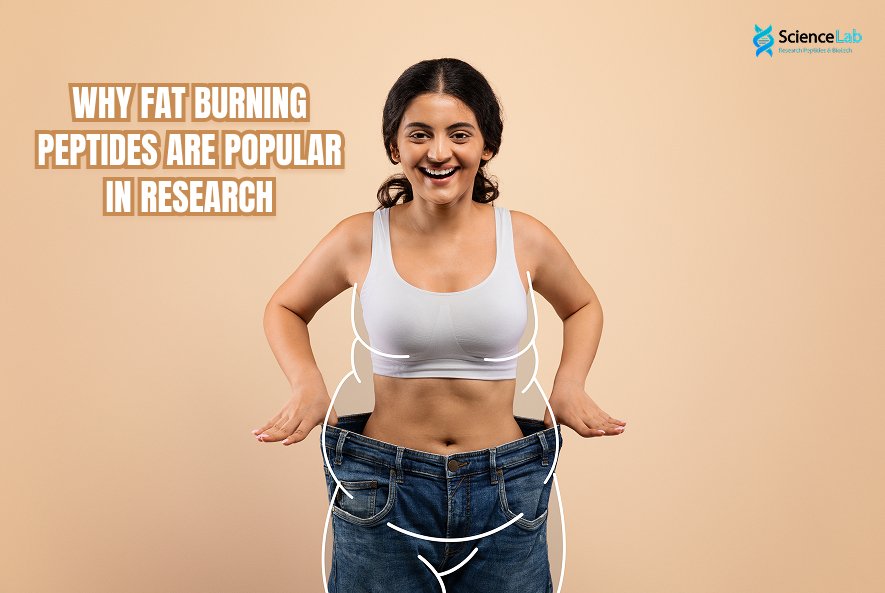 Why Fat Burning Peptides Are Popular in Research?